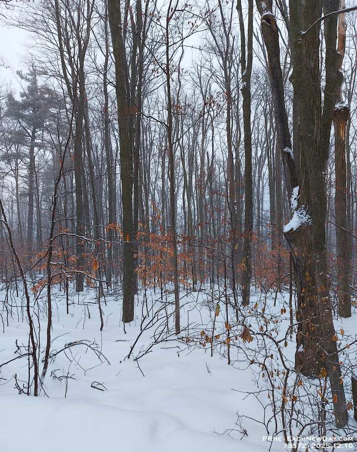 73572LeUsmCr - Walking in Clayt French Park with Chester on a snowy morning
